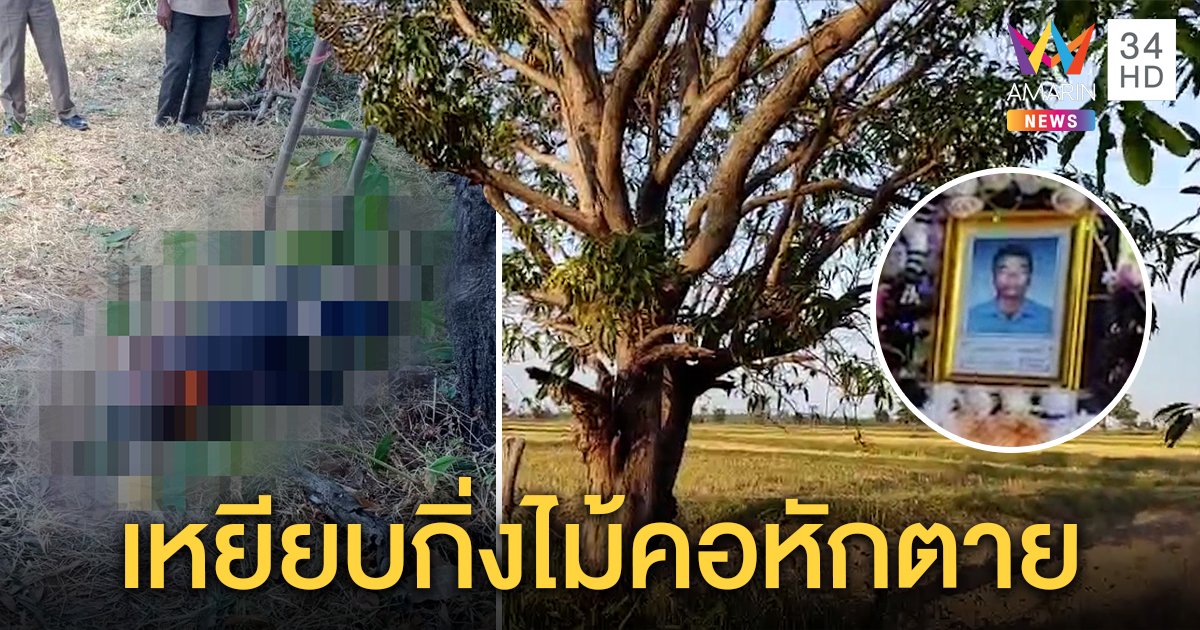 เฒ่า 70 ปีนตัดต้นมะม่วง เหยียบกิ่งแห้งหักพลัดตกคอหักตาย หลานช็อกเห็นคาตา (คลิป)