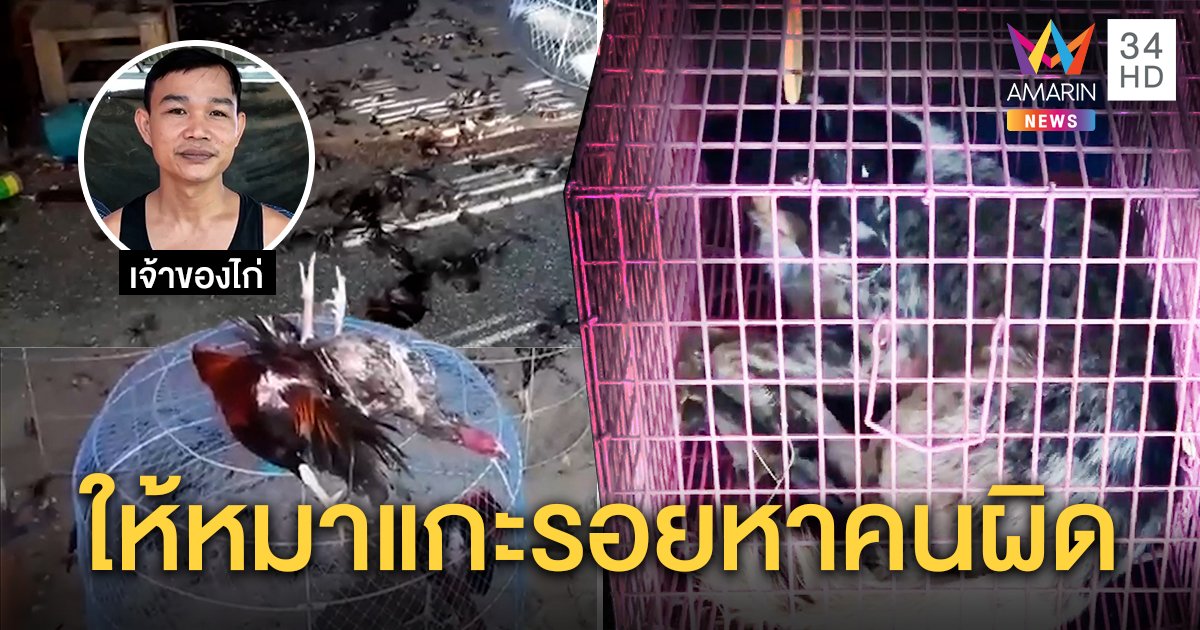 จับขังหมาบุกกัดไก่ชน 30 ตัว รอปล่อยกลับบ้านสะกดรอยตามหาเจ้าของมารับผิด (คลิป)
