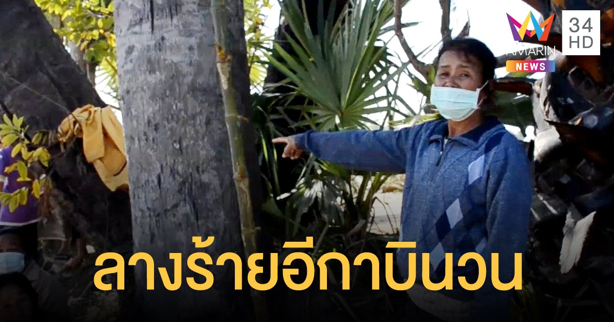 สลด! พ่อเฒ่า 65 ปีนบันไดไม้ไผ่เก็บลูกตาล ตกลงมาดับ เมียเผยก่อนตายมีลางร้าย