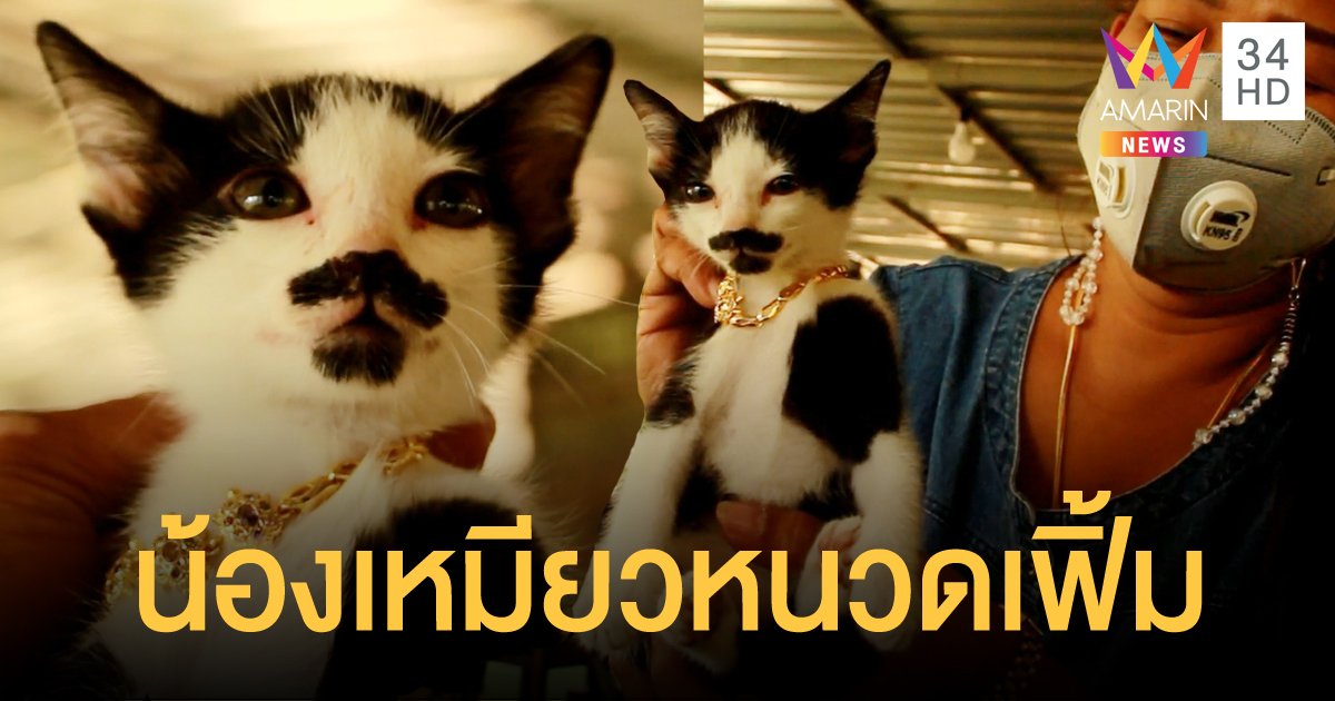 เคยเห็นไหม? แมวมีหนวด แถมตรงปากคล้ายมีเคราเป็นรูปหัวใจ