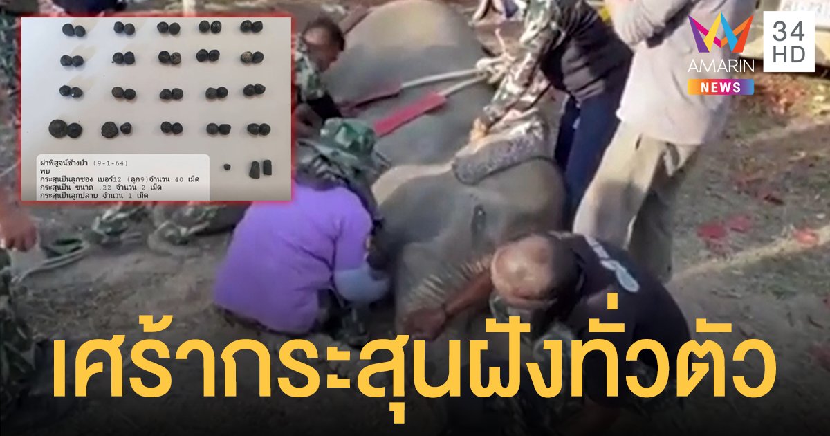 แพทย์สุดยื้อ ช้างป่ากุยบุรีล้มแล้ว ผ่าชันสูตรพบ "กระสุน" ฝังทั่วตัว