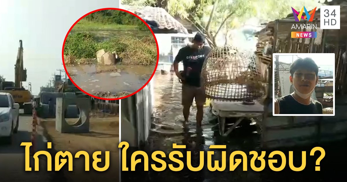 เจ้าของไก่ชนโวย รับเหมาขุดถนนท่อประปาแตกน้ำท่วมถึงเข่า ทำไก่ตายกว่า 100 ตัว