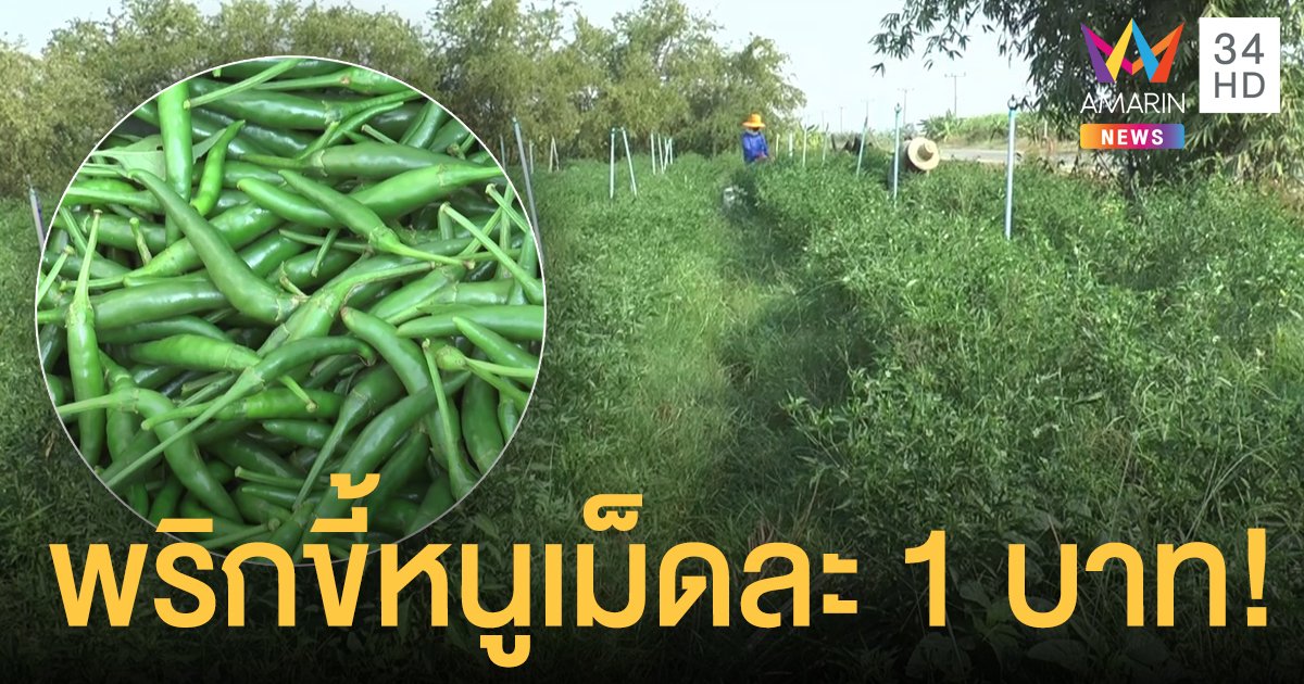 พริกขี้หนูราคาพุ่ง! ชาวบ้านโวยขายเม็ดละ 1  บาท เกษตรกรเผยสาเหตุ