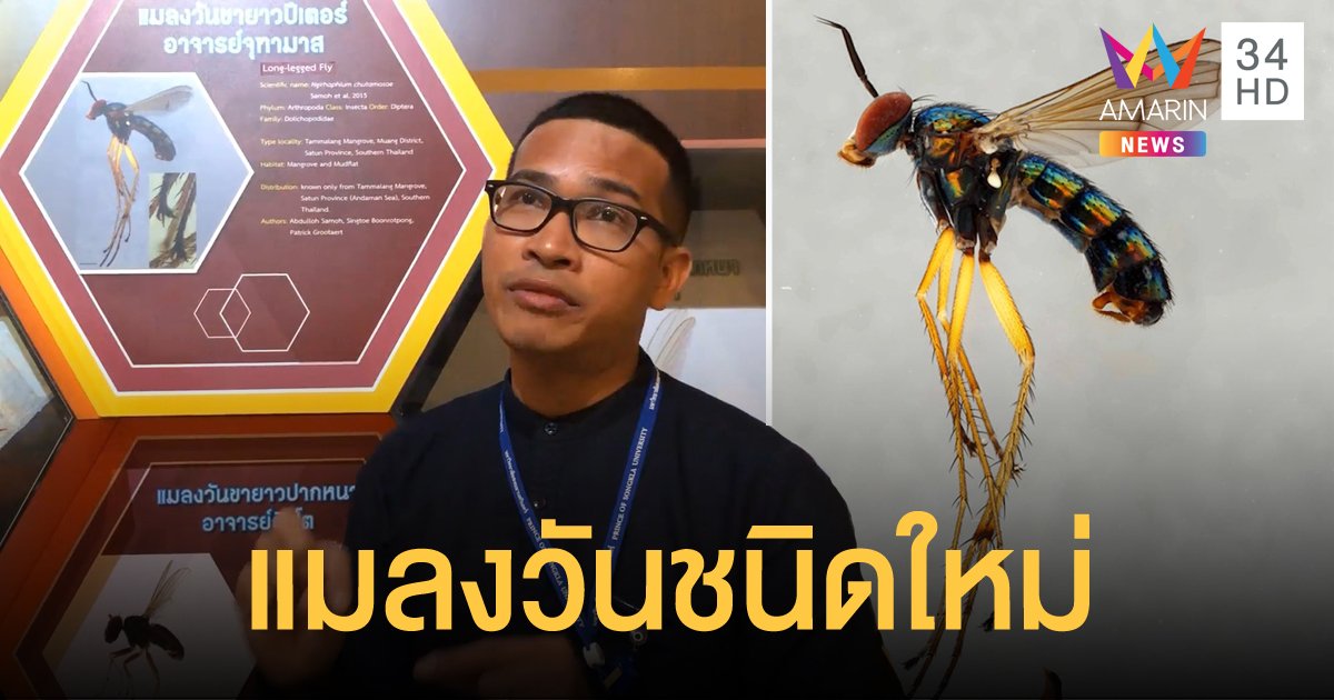 “แมลงวันขายาวปีเตอร์อาจารย์จุฑามาส” แมลงวันขายาวชนิดใหม่ของโลก