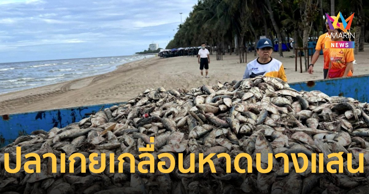 ปลาตายเกลื่อนหาดบางแสน ชาวบ้านเชื่อน้ำเน่าหรืออาเพศ ที่แท้ชาวประมงเฉลย ปลาหลุดอวน