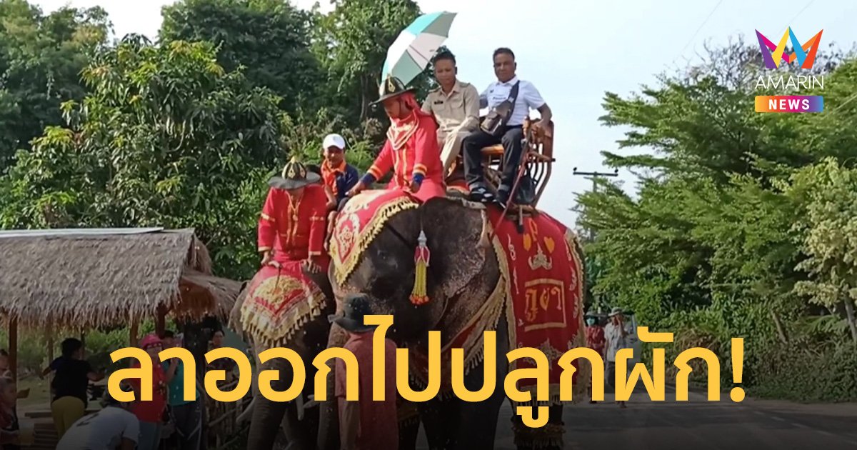 จัดใหญ่! หนุ่มลาออกจากงาน นั่งหลังช้างแห่ 9 กม. กลับบ้านไปปลูกผักขาย