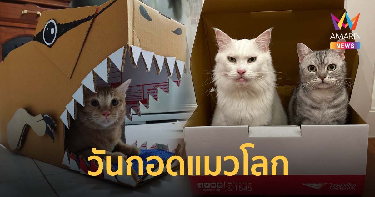 วันกอดแมวโลก กับ 4 เหตุผลทำไมแมวชอบเล่นกล่อง พื้นที่ปลอดภัย-เซฟโซนสุดเลิฟ