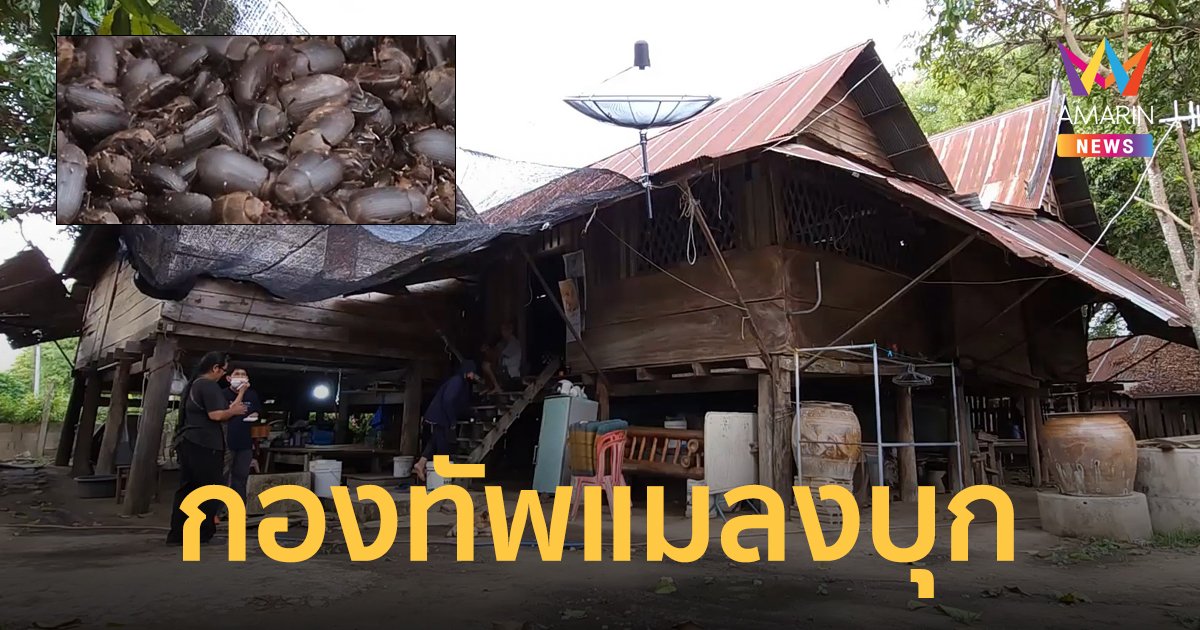 สะพรึง ! ฝูงแมลงปีกแข็งบุกบ้าน มุดเข้ามุ้ง ตกใส่จานข้าว