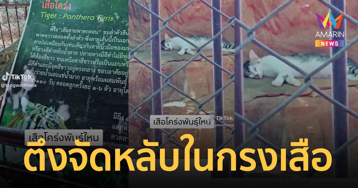 หนุ่มเที่ยวสวนสัตว์ อึ้ง! เจอเสือโคร่งพันธุ์ใหม่ ทาสแมวกุมขมับ ตึงจัดหลับในกรงเสือ!