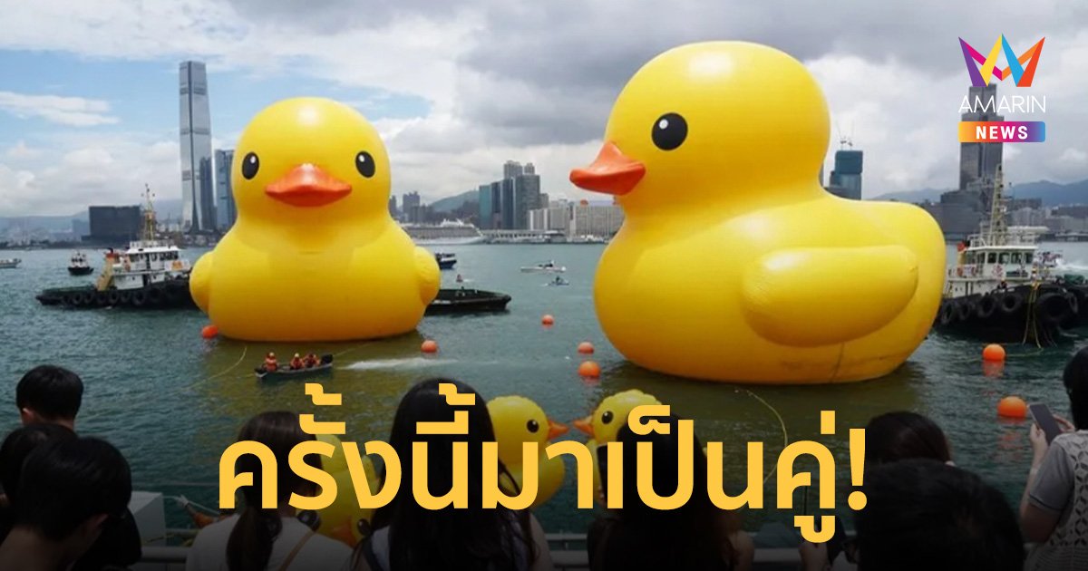 ฮ่องกงต้อนรับ ‘เป็ดเหลือง’ ยักษ์ใหญ่ หวนโชว์ตัวในรอบ 10 ปี ครั้งนี้มีเพื่อนเพิ่มหนึ่งตัว