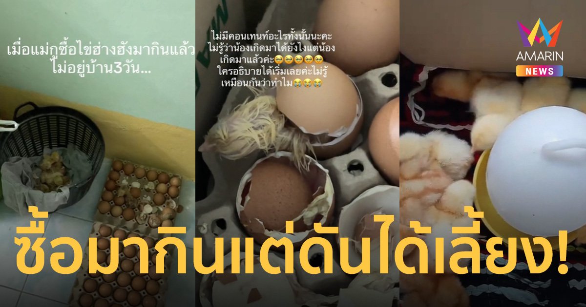 เอ็นดู! แม่ซื้อไข่ร้างรังมากินไม่อยู่บ้าน 3 วันฟักเป็นลูกเจี๊ยบ 19 ตัว