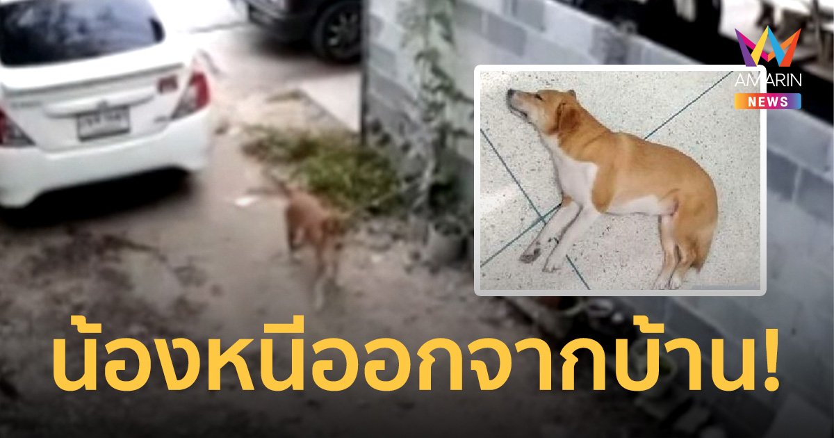 ตามหา "น้องน้ำขิง" สุนัขหนีออกจากบ้าน คิดว่าพ่อทิ้งไม่ยอมพาไปตลาดด้วย