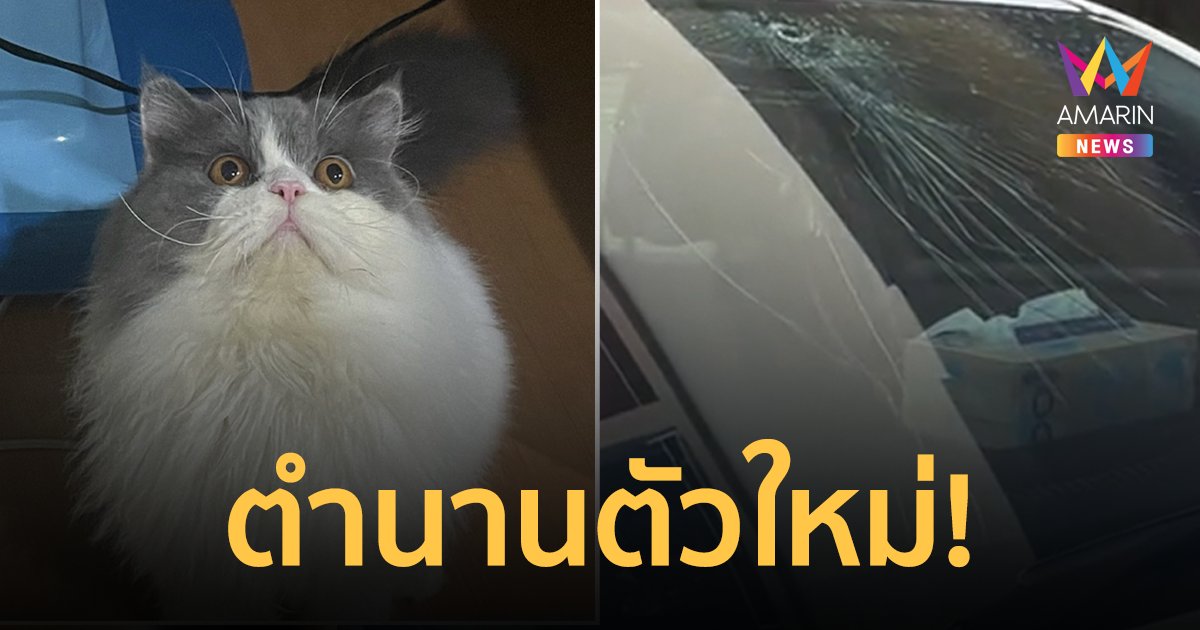 แมวอ้วนเอาอีกแล้ว! ตกจากชั้น 5 รถพัง เจ้าเหมียวแค่คางแตก