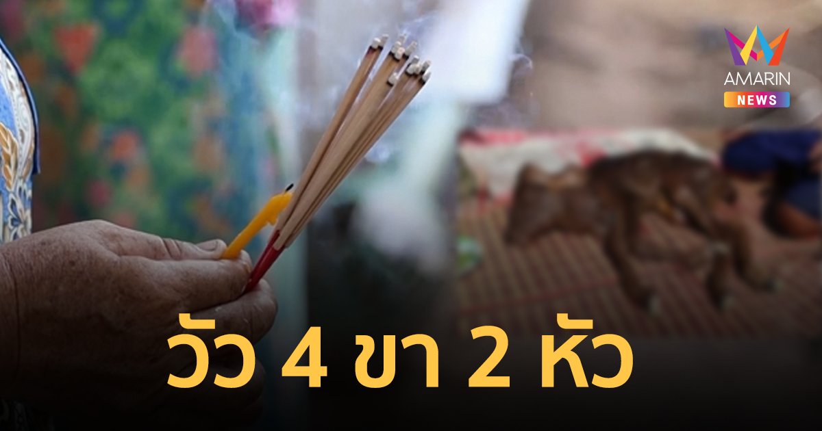 ลูกวัวประหลาด 4 ขา 2 หัว!  ตาเผยความฝันสุดขนหัวลุก จนต้องรีบขอขมา