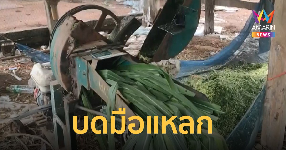 ผู้ช่วย ผญบ.โดนเครื่องบดสับหญ้าดูดมือแหลกละเอียด ตั้งสติโทรเรียกเพื่อนบ้านช่วย