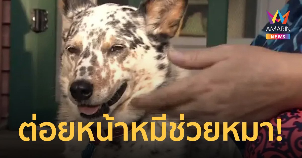 ป้าวัย 64 ใจแกร่ง ต่อยหน้าหมีจนหนีเข้าป่าเพื่อปกป้องน้องหมาสุดที่รัก