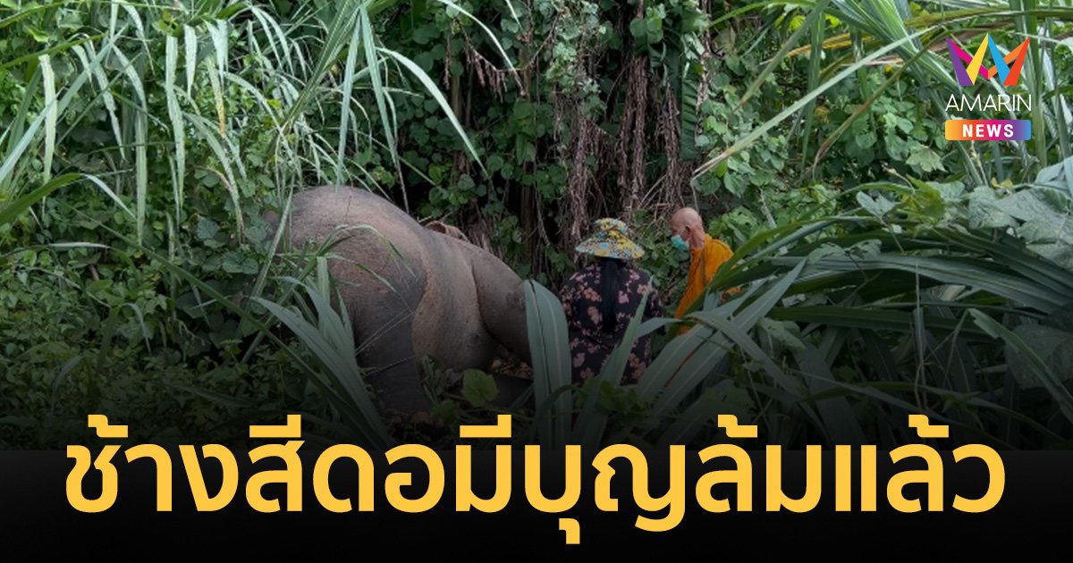 "ช้างสีดอมีบุญ" ล้มแล้ว หลังศาลยกฟ้อง "กำนัน" มือยิง กระสุนฝังทรมาน 4 ปี