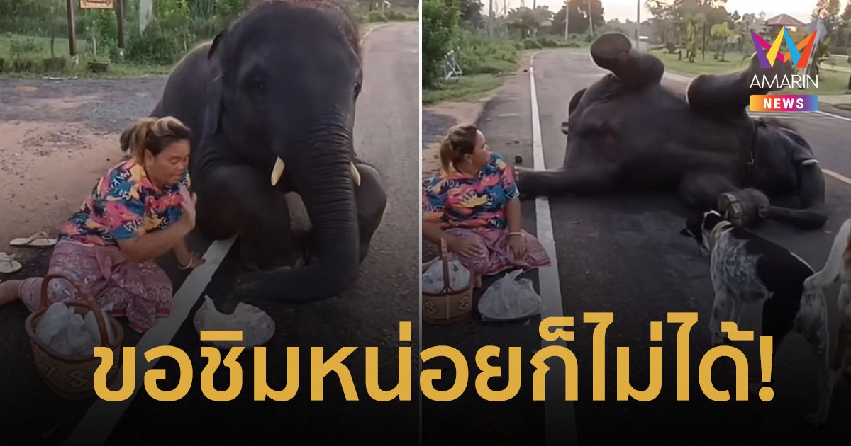 เทวดาของแม่! "พลายดาวมงคล" งอนแม่หนักมาก หลังแม่บอกว่ากินก่อนพระไม่ได้