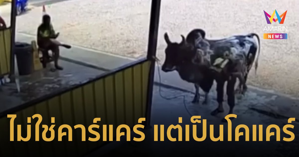 ชาวเน็ตเอ็นดู! นี่ไม่ใช่คาร์แคร์ แต่เป็นโคแคร์