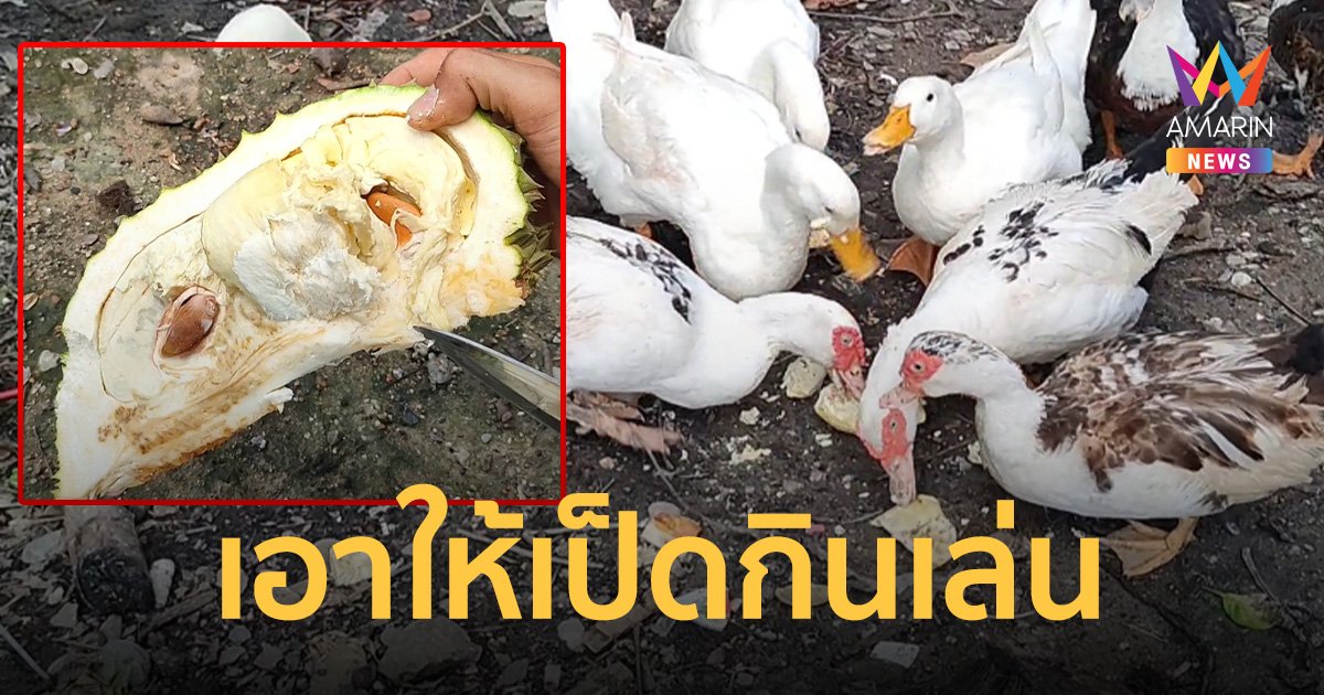 วาสนาเป็ด! เจ้าของสวนให้เป็ดกินทุเรียน หมอนทอง-มูซังคิง เป็นของกินเล่น