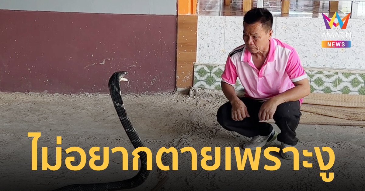 ราชางูจงอาง เจ้าของสถิติโลก ขอปิดตำนานตอนมีชีวิต ย้ำไม่อยากซ้ำรอยหมองูตายเพราะงู
