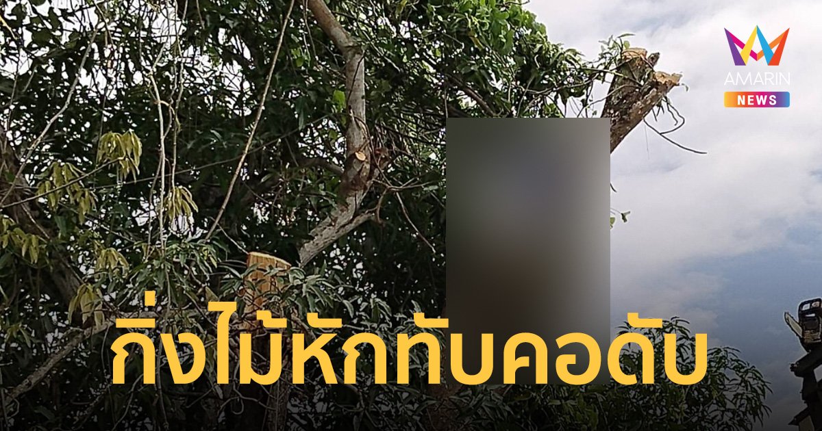 สลด! หนุ่มกลัวบ้านใหม่พังปีนตัดต้นไม้ ถูกกิ่งมะม่วงร่วงทับ-ล็อกคอติดง่ามดับ