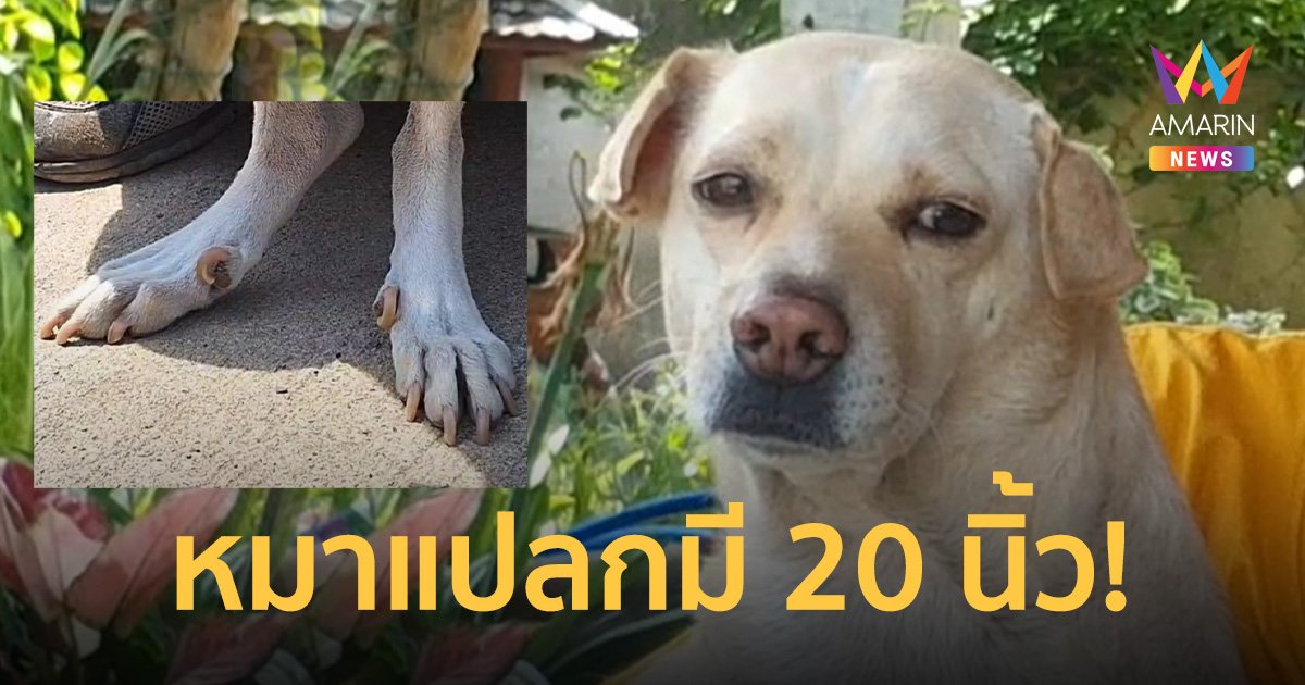 แปลก! สุนัข 5 นิ้วรวม 4 เท้าได้ 20 นิ้ว เจ้าของบอกเลี้ยงมาให้โชคตลอด