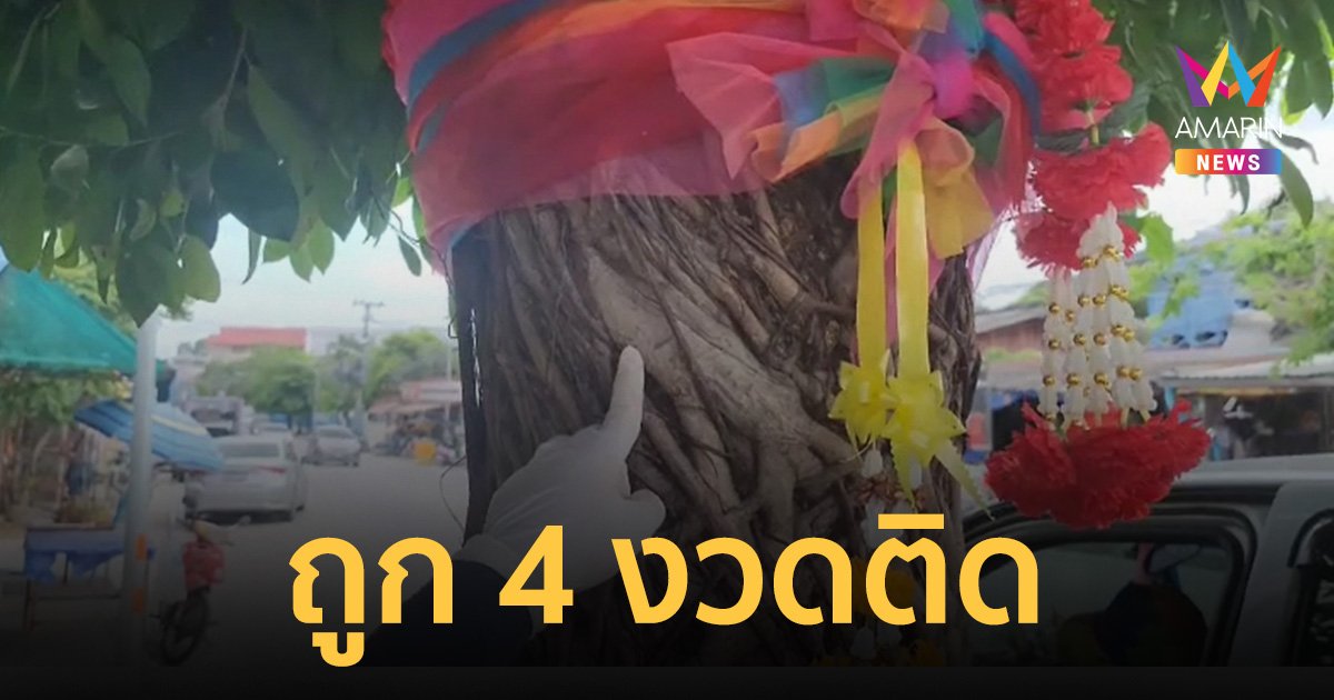 คอหวยห้ามพลาด ประดู่กาฝากไทรเฮี้ยนให้โชค แม่ค้าขายโจ๊กถูก 4 งวดติด