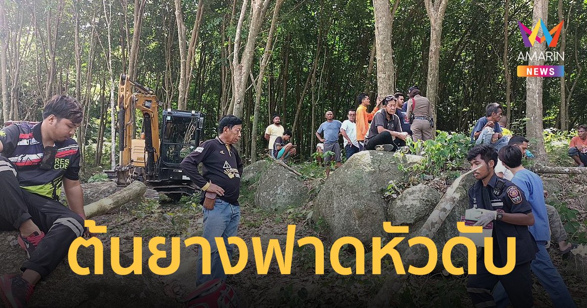 หนุ่มโค่นต้นยาง ล้มไปเกี่ยวกับกิ่งของอีกต้น กิ่งหักลงมาฟาดหัวอย่างแรง ดับคาที่