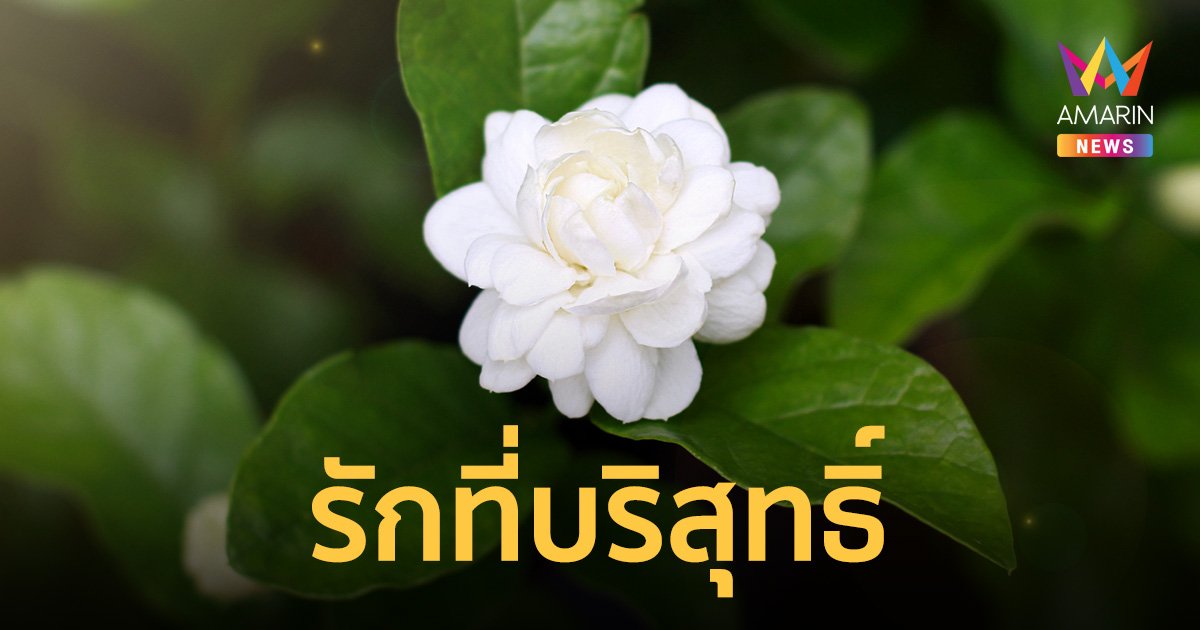 ดอกมะลิ ความหมายที่สื่อถึง "รักบริสุทธิ์" สัญลักษณ์ของวันแม่