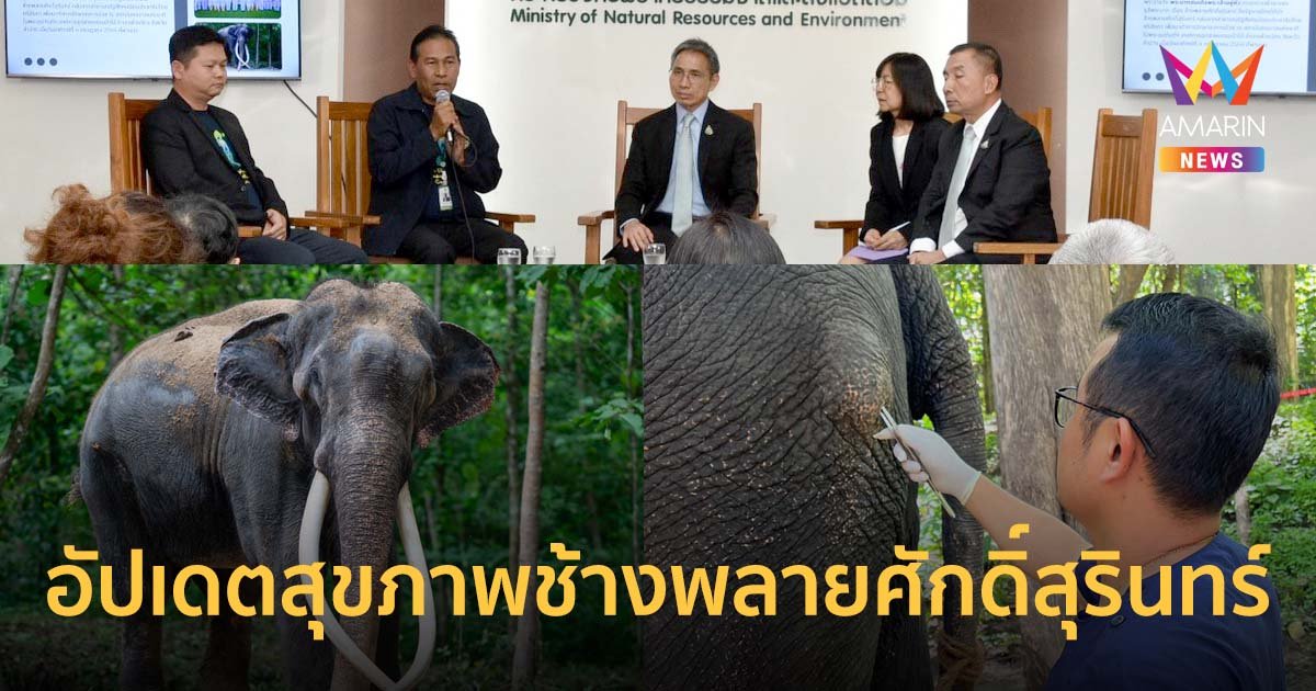 อ.อ.ป. แถลงความคืบหน้าเกี่ยวกับสุขภาพ ‘ช้างพลายศักดิ์สุรินทร์’