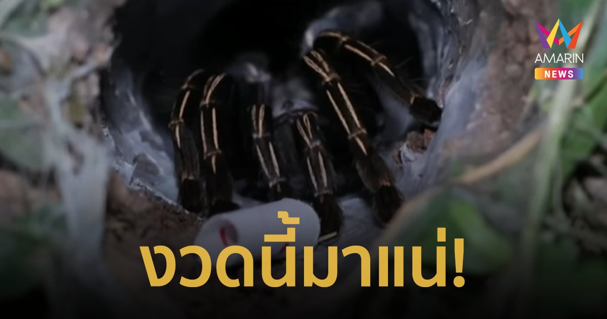 งวดนี้มาแน่! เลขเด็ด 16/8/66 แห่ส่องเลขเด็ดพญาบึ้งให้โชค