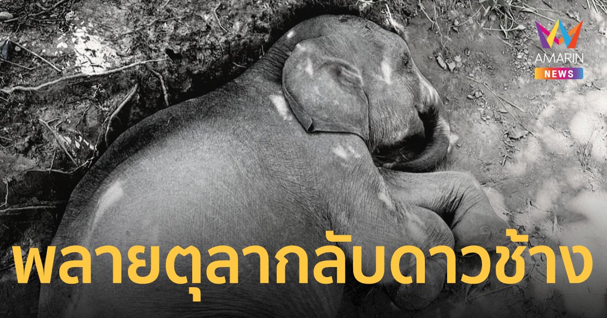 สุดเศร้า! "พลายตุลา" ลูกช้างป่าพลัดหลง ตายแล้วเหตุช็อกจากบาดเจ็บรุนแรง