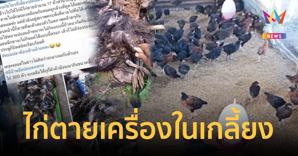 ผวาไก่ตายปริศนาเกือบ 20 ตัว ถูกล้วงกินไส้ เครื่องในหายหมด