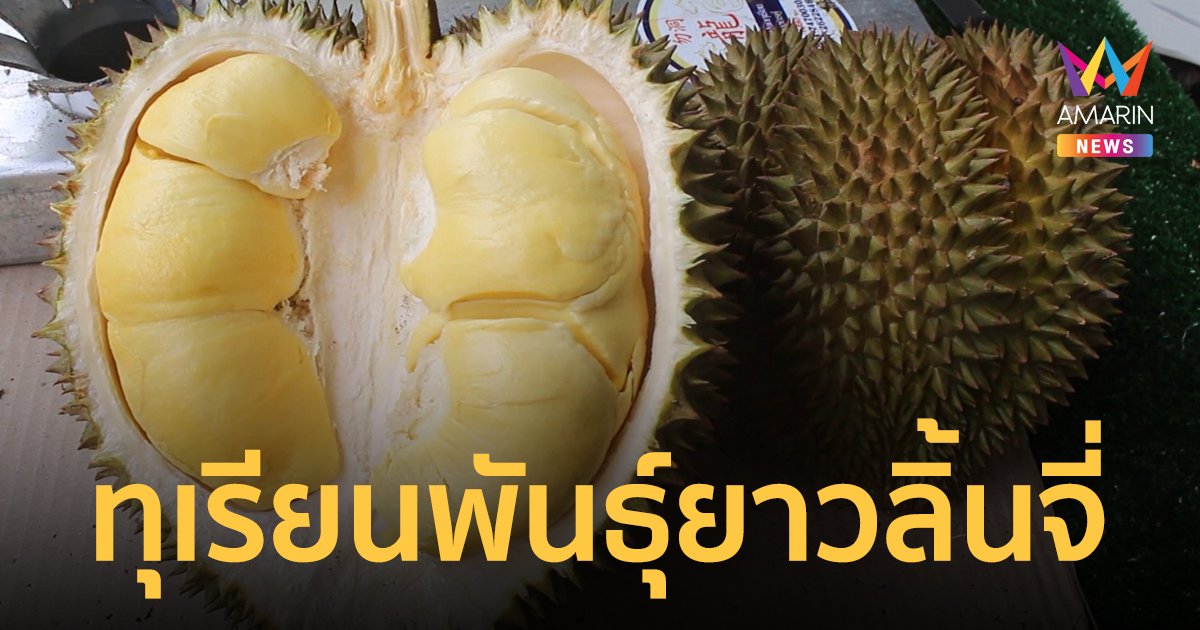 หนึ่งเดียวในเบตง ทุเรียนพันธุ์ยาวลิ้นจี่ ถึงราคาจะแรง แต่สาวกทุเรียนก็พร้อมเปย์!