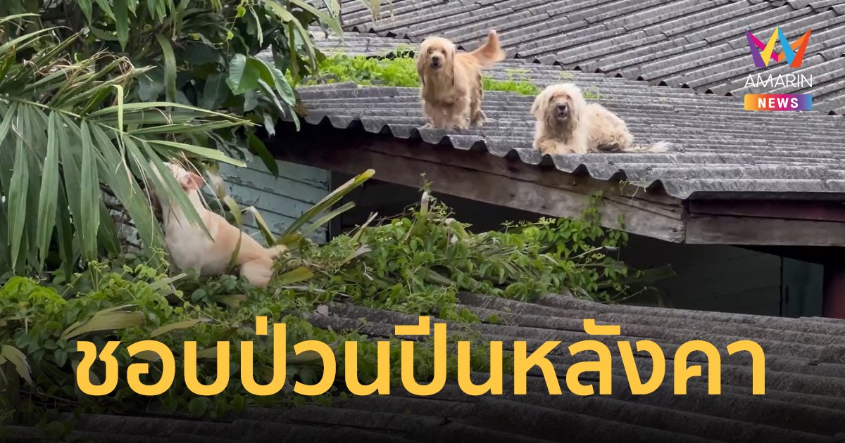 คนเช่าเซ็ง! หมาเจ้าของบ้าน วิ่งซนปีนหลังคาจนพัง กลางคืนก็ทำเสียงดังจนนอนไม่ได้