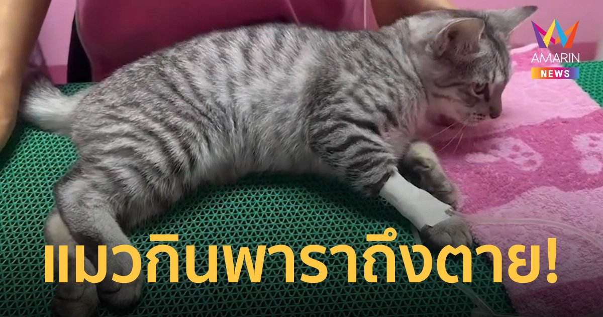 รพ.สัตว์ เตือน แมวป่วยอย่าป้อน "ยาพารา" แค่ครึ่งเม็ดก็อันตรายถึงตายได้