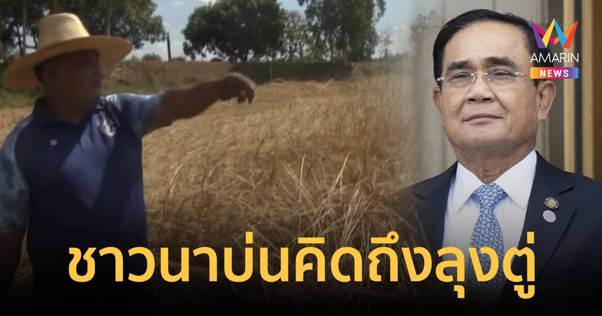 ชาวนาบ่นลั่นทุ่ง คิดถึงลุงตู่ รอเก้อรถเกี่ยวข้าวเมล็ดข้าวเสียหาย