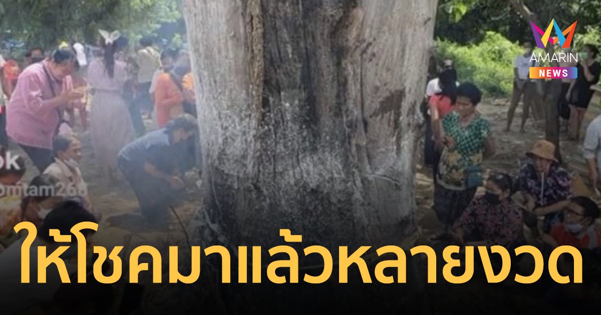 แห่ส่องเลขเด็ดตะเคียนทองยืนต้นตายคาดอายุกว่า 300 ปี ให้โชคมาแล้ว 3 งวดติด