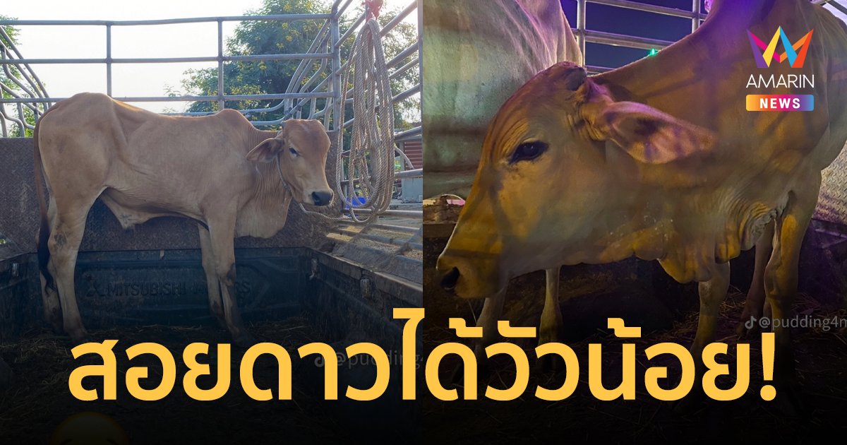 สุดอึ้ง! สาวรีวิวสอยดาววันลอยกระทง ดวงดีได้วัวน้อยกลับบ้าน