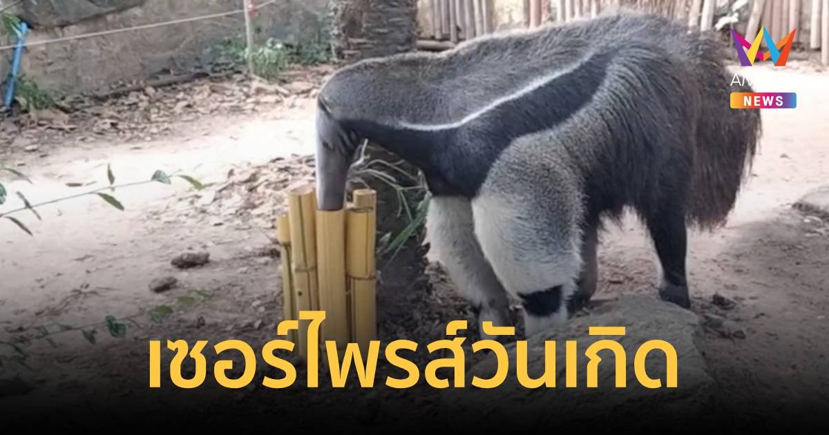 เซอร์ไพรส์วันเกิดตัวกินมด ที่สวนสัตว์ขอนแก่น