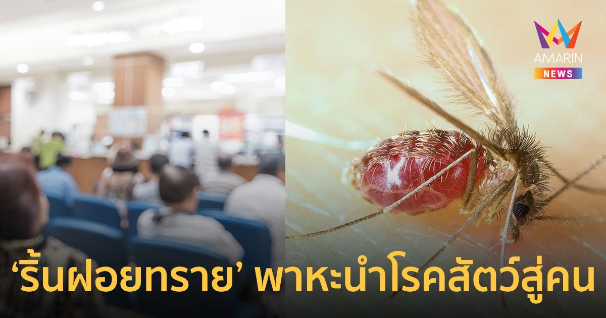 รู้จักตัวริ้นฝอยทราย พาหะนำโรค "ลิชมาเนีย" ติดต่อจากสัตว์สู่คนได้