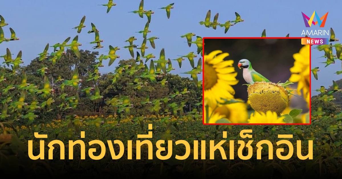 ตื่นตาตื่นใจฝูงนกแก้ว-นกแขกเต้า ยกขบวนจากเขาใหญ่จิกกินเมล็ดทานตะวัน