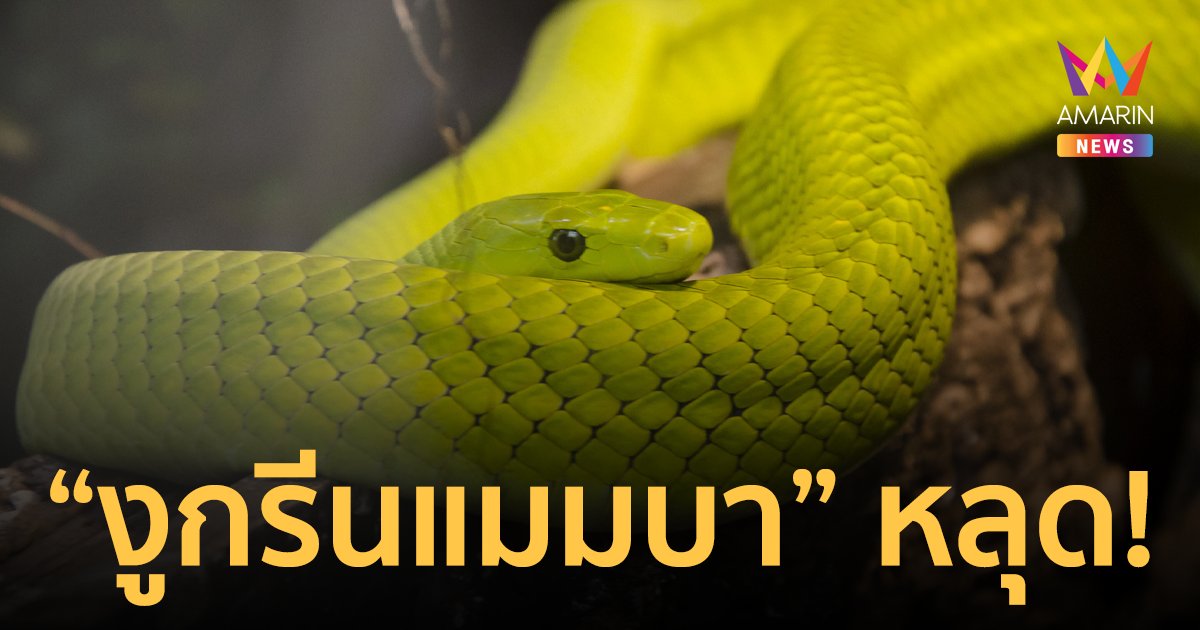 ผวา! งูพิษร้ายแรง “กรีนแมมบา” หลุด เตือนประชาชนให้อยู่ในบ้าน