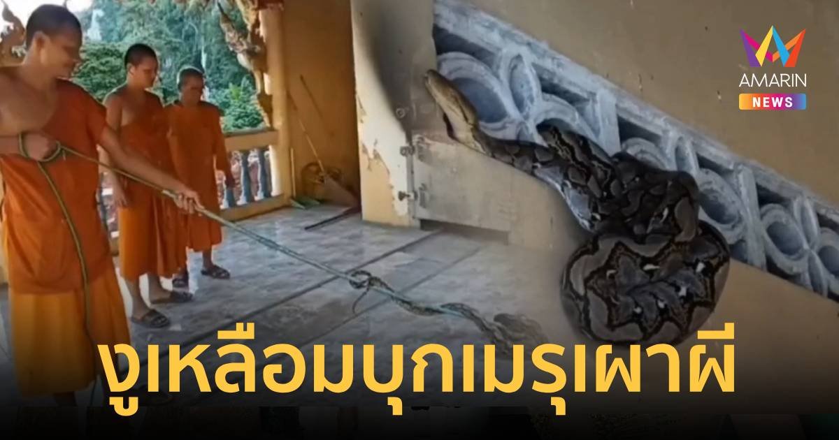 หลวงพี่ลั่นบทเมตตา!รุมจับงูเหลือมบุกเมรุเผาผี