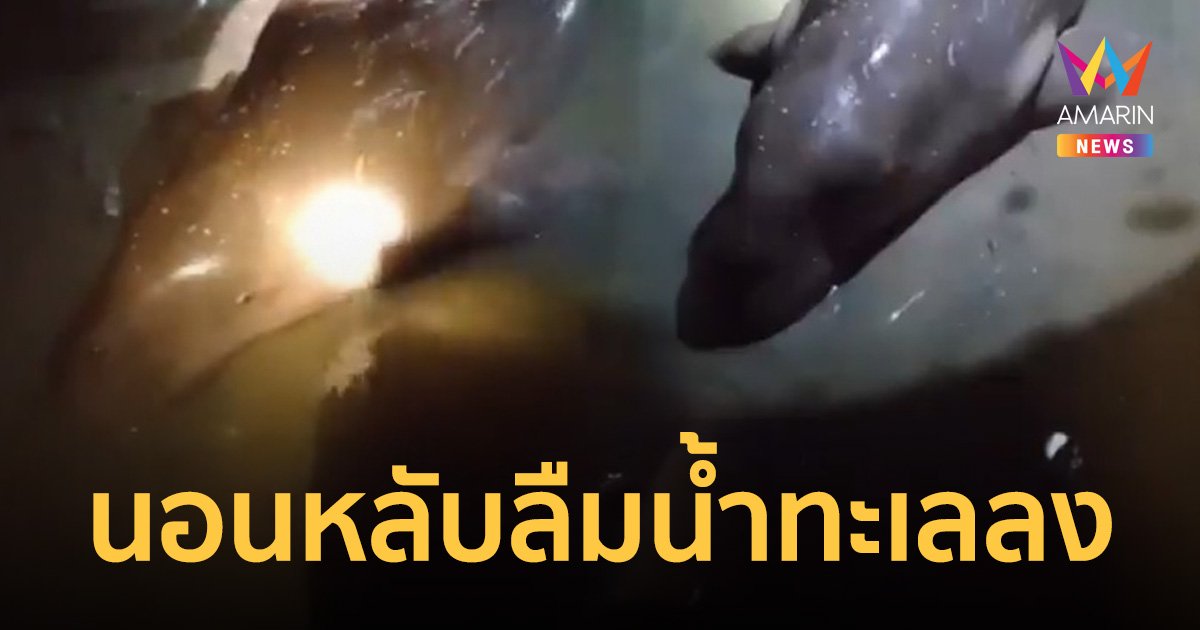 ช่วยชีวิต “เจ้าด่าง” พะยูนเกยตื้นได้ปลอดภัย หลังนอนร้องไห้ตลอดเวลา