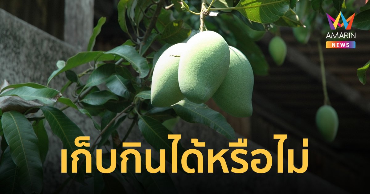 ผลไม้ข้างบ้านล้ำเข้ามาในเขตบ้านเรา เก็บกินได้หรือไม่ ใครเป็นเจ้าของ