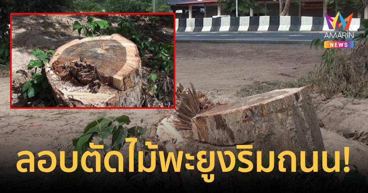ริมถนนยังลักลอบตัดได้!!! คนร้ายลักตัดไม้พะยูงช่วงกลางดึก