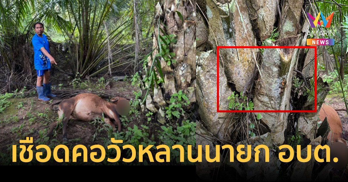 คนร้ายเชือดคอวัวหลานนายกทิ้งในสวนปาล์ม