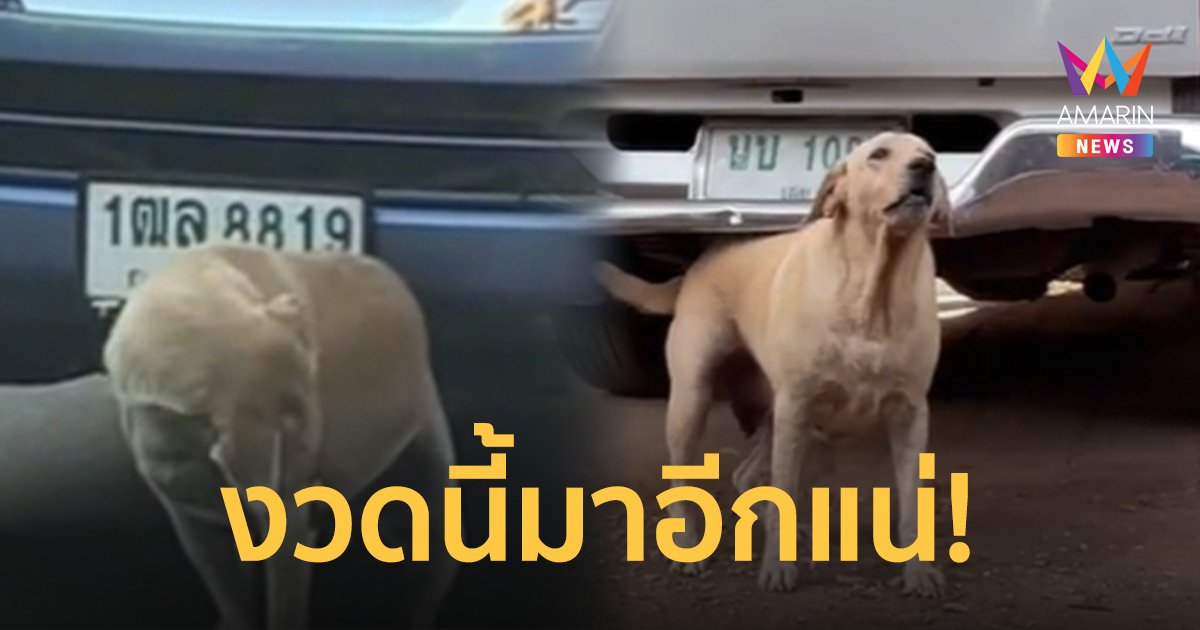 ล้มเจ้าสำนัก! แห่ส่องเลข สุนัขถูทะเบียนรถ หลังงวด 1/12/66 เข้าเต็มเปา